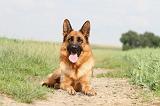 BERGER ALLEMAND 743